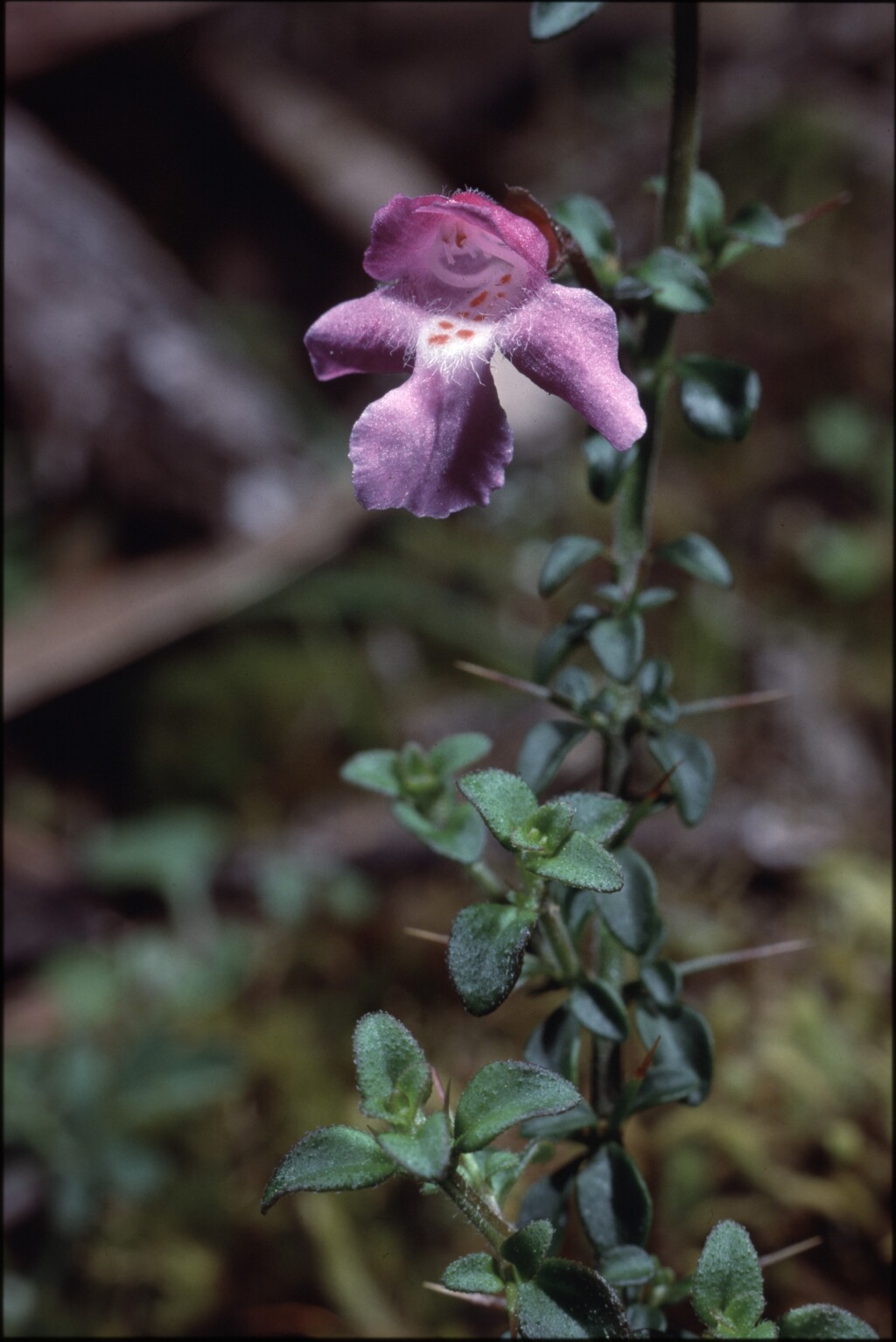 Prostanthera spinosa (hero image)