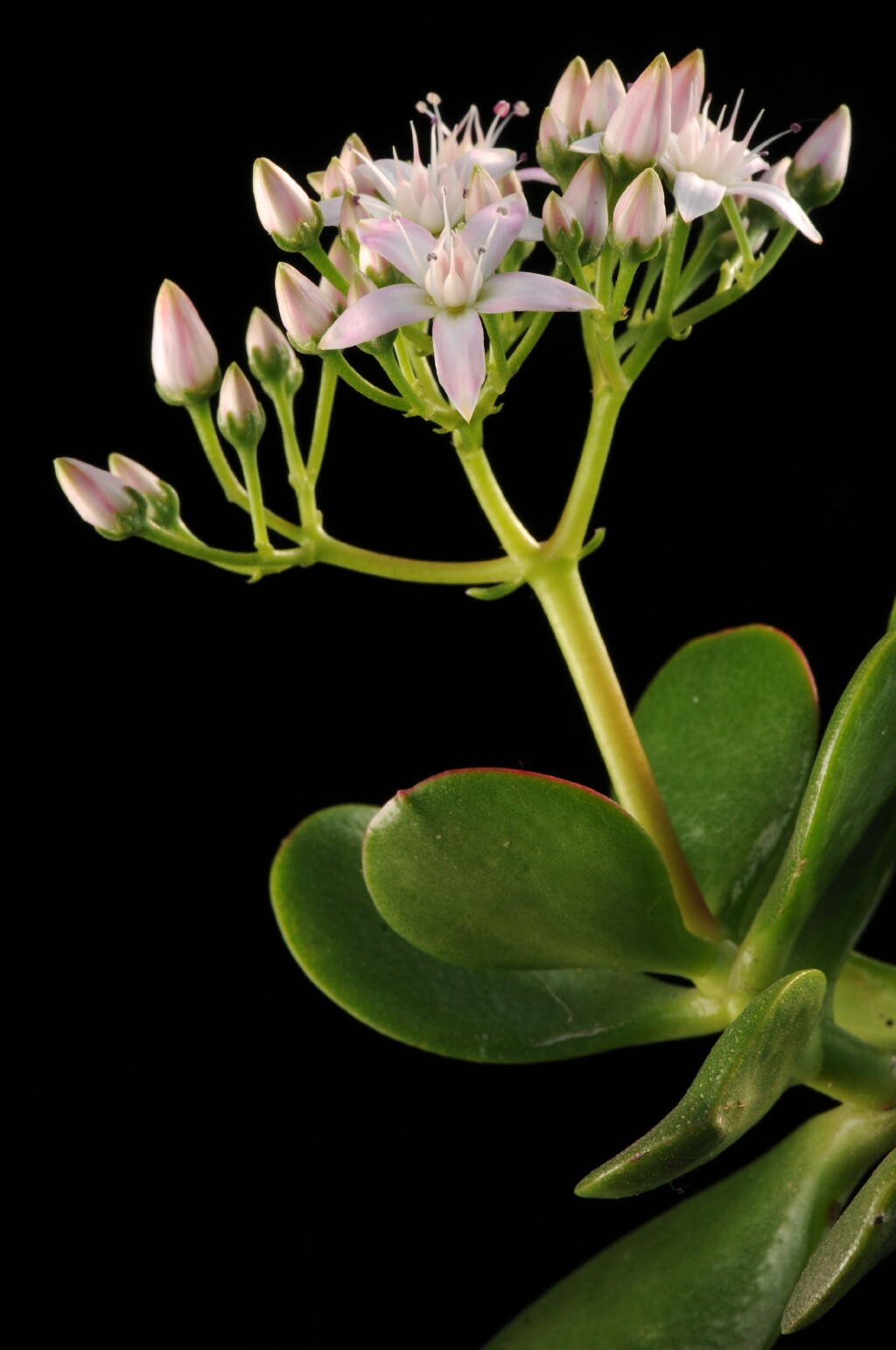 Crassula (hero image)