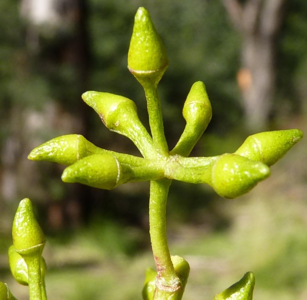 Eucalyptus camphora subsp. humeana (hero image)