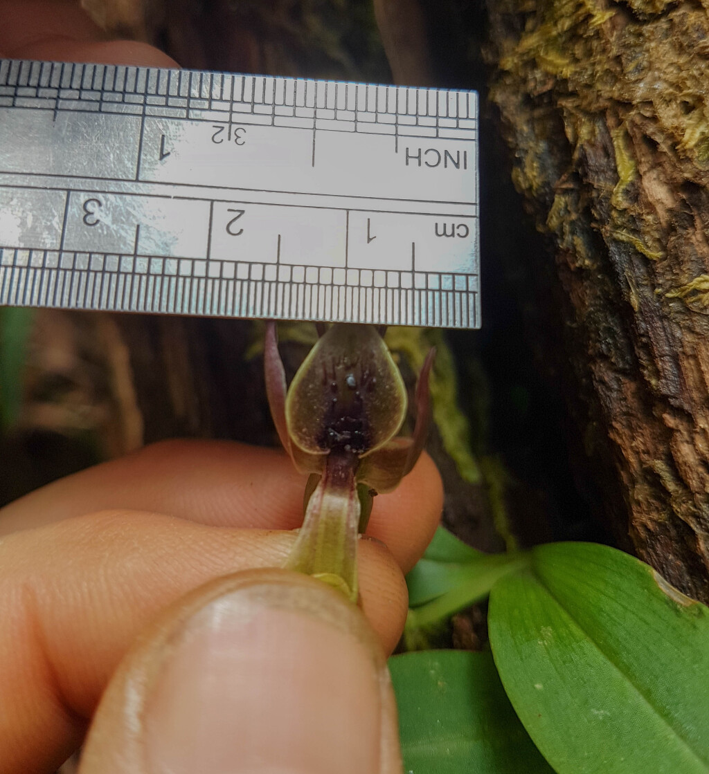 Chiloglottis jeanesii (hero image)