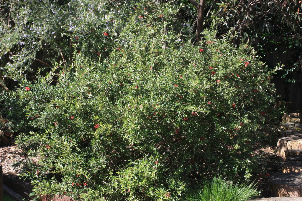 Grevillea monslacana (hero image)