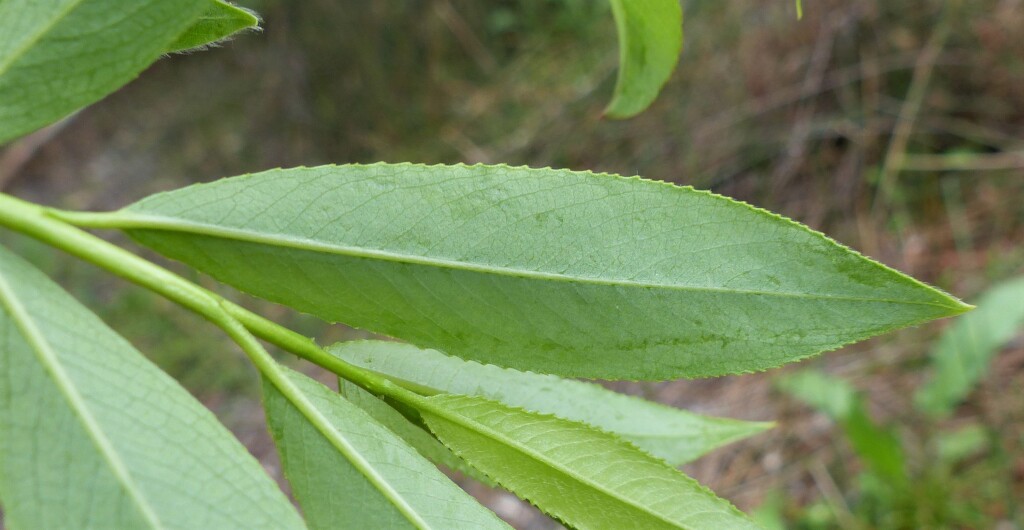 Salix ×fragilis (hero image)