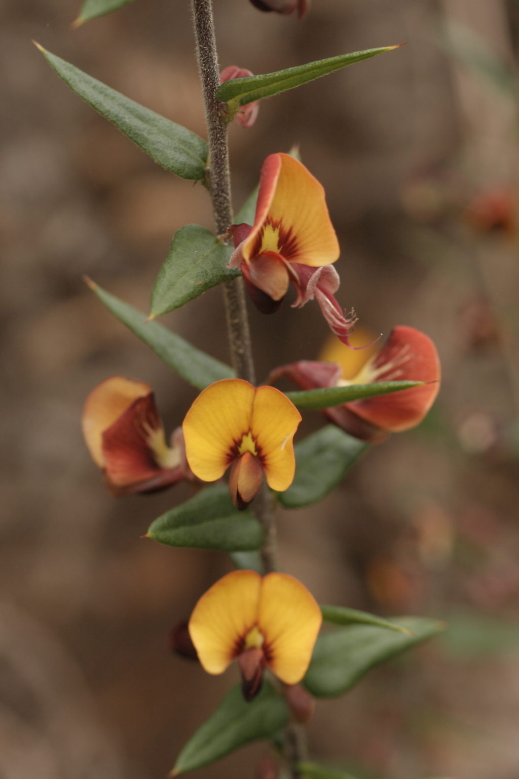 Bossiaea cinerea (hero image)