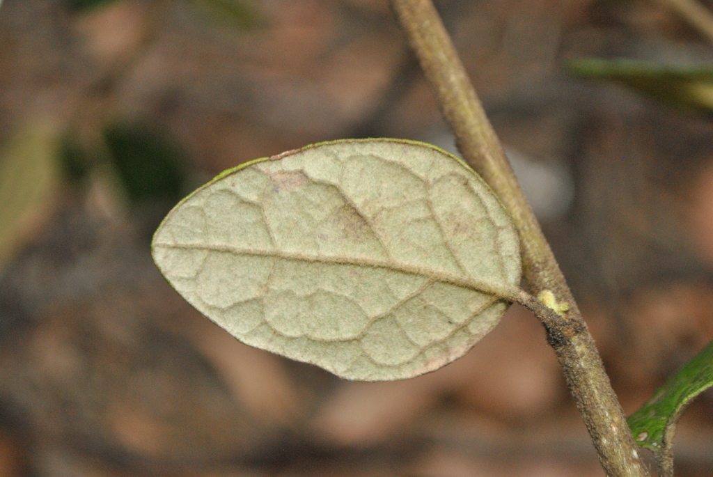 Olearia tomentosa (hero image)