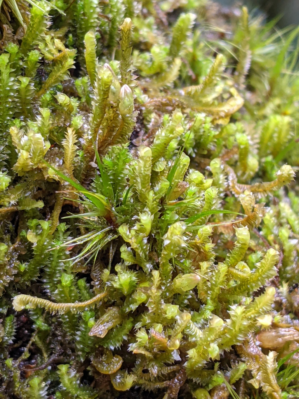 Cuspidatula (hero image)