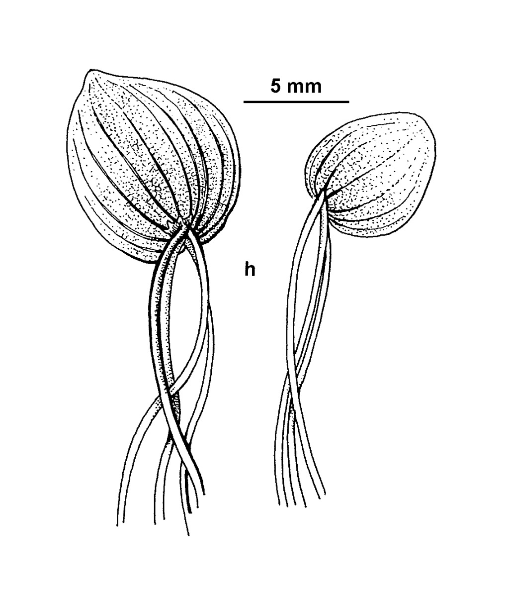 Spirodela polyrhiza (hero image)