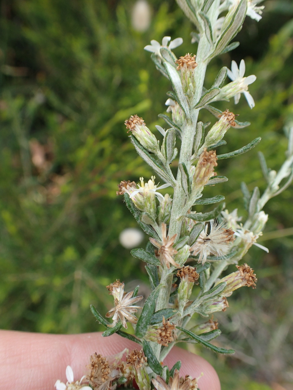 Olearia (hero image)