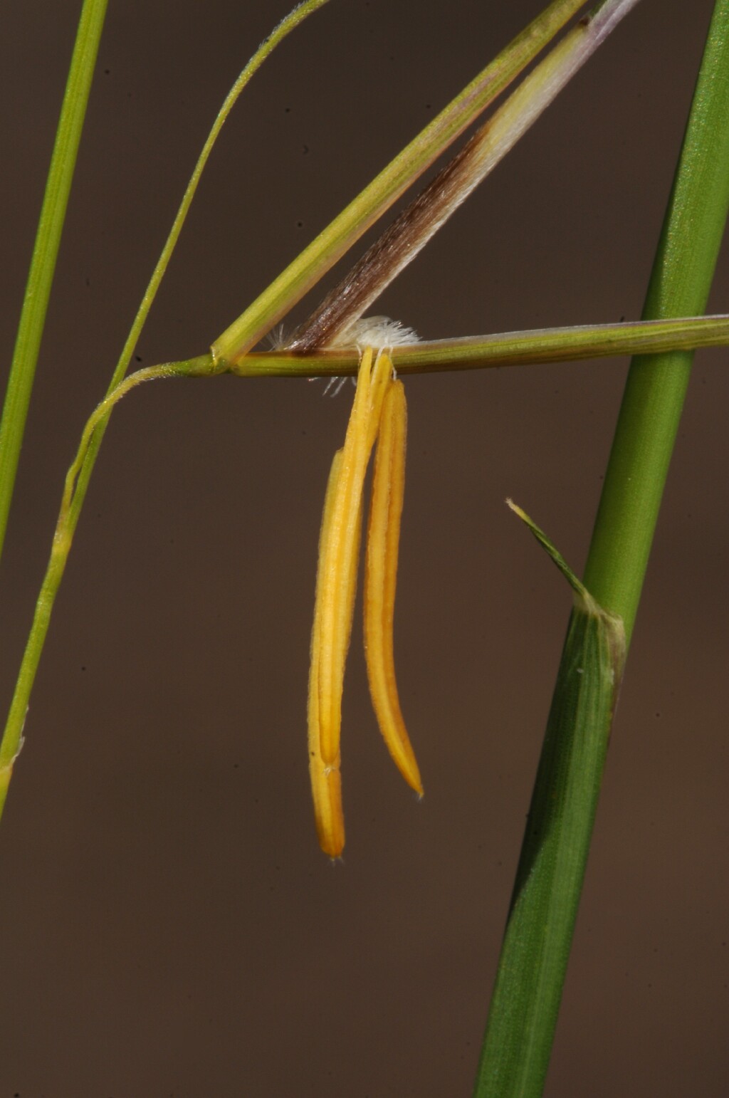 Austrostipa muelleri (hero image)