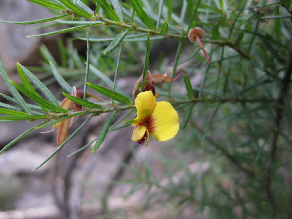 Bossiaea rosmarinifolia (hero image)