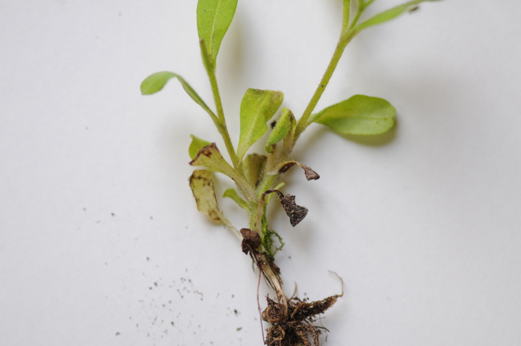 Myosotis arvensis (hero image)