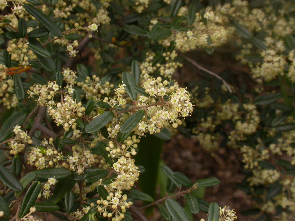 Pomaderris helianthemifolia subsp. helianthemifolia (hero image)