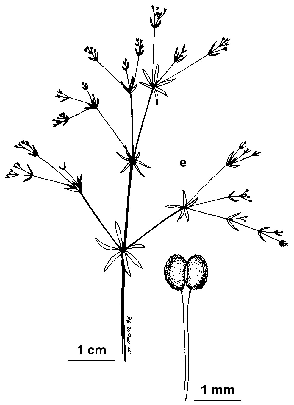 Galium divaricatum (hero image)