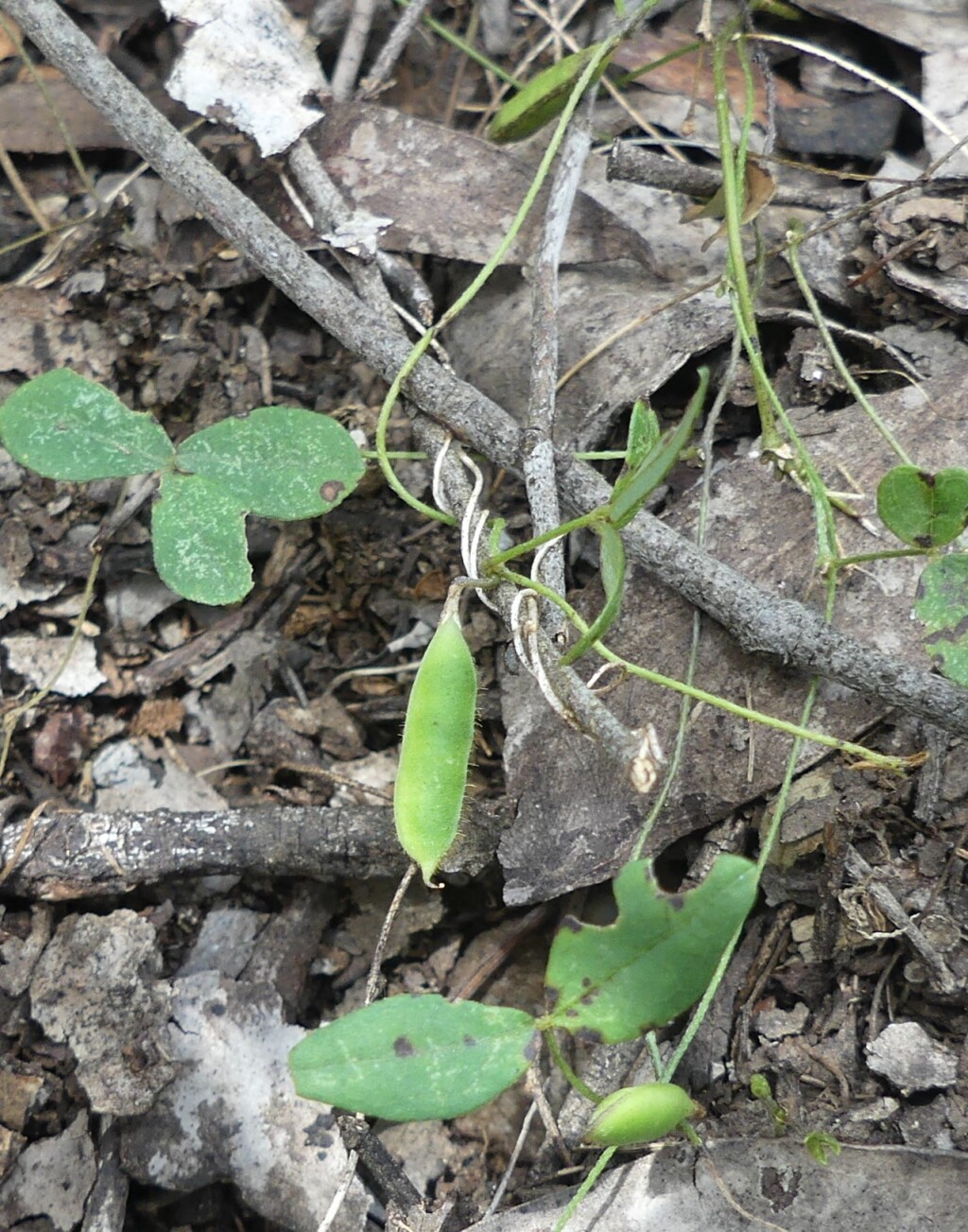 Glycine microphylla (hero image)