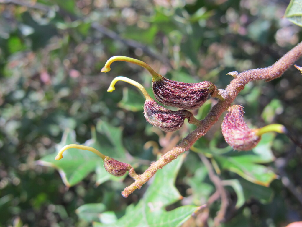 Grevillea dryophylla (hero image)