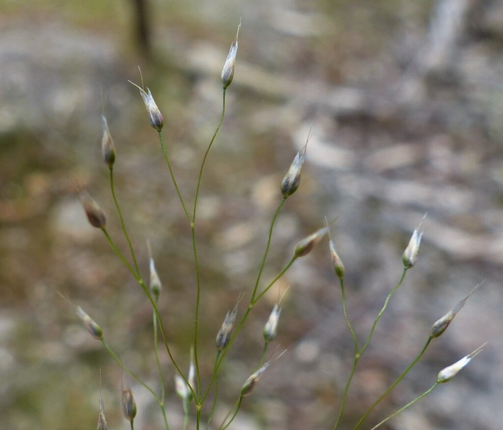 Aira elegantissima (hero image)