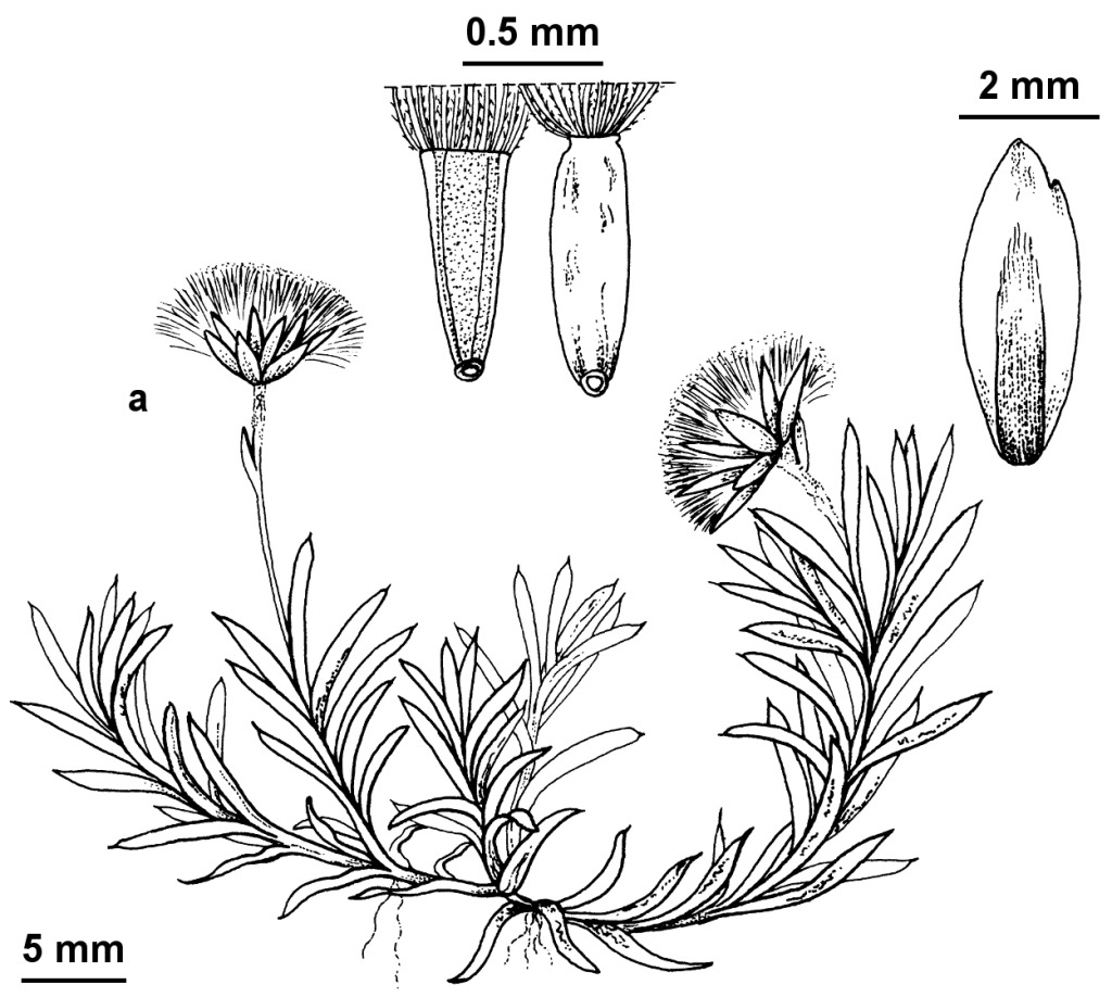 Parantennaria uniceps (hero image)