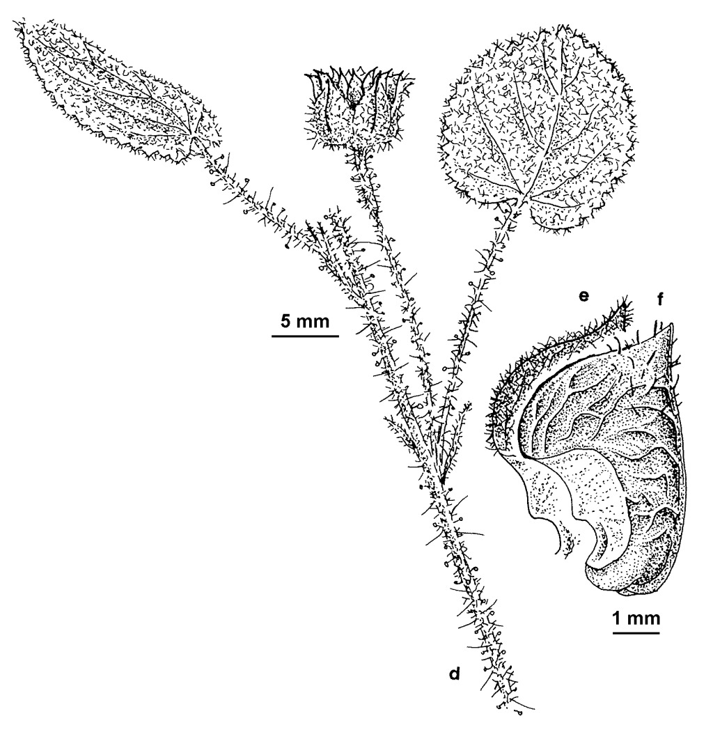 Abutilon fraseri (hero image)