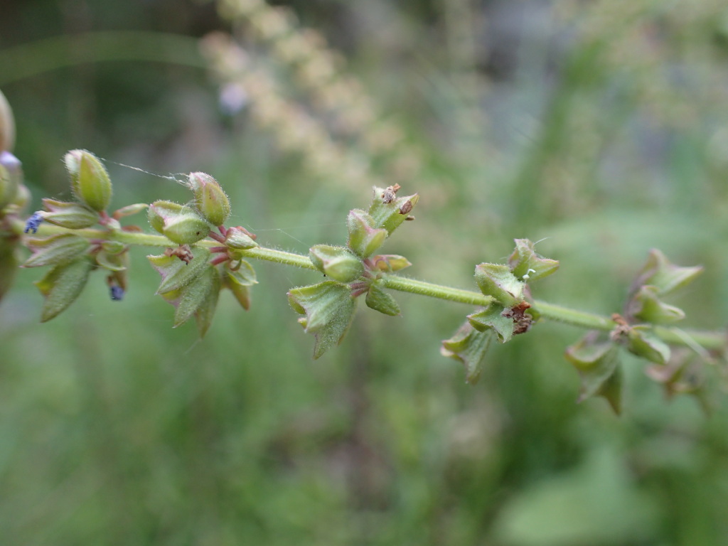 Salvia plebeia (hero image)