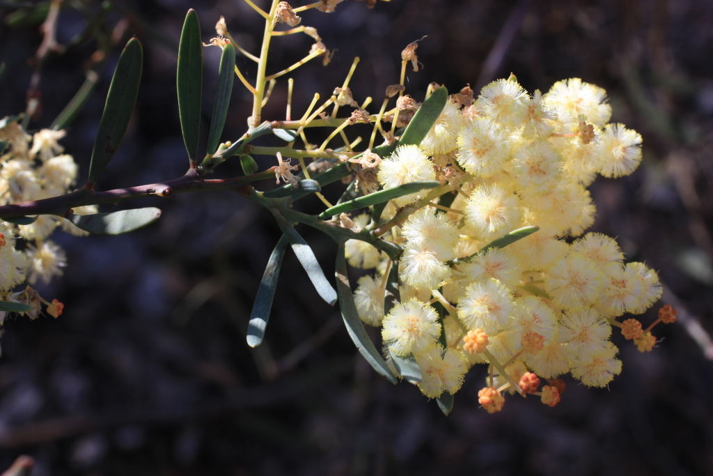 Acacia rostellifera (hero image)