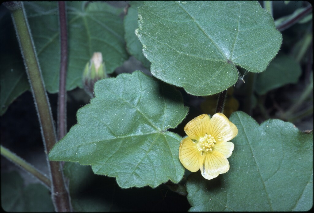 Abutilon theophrasti (hero image)