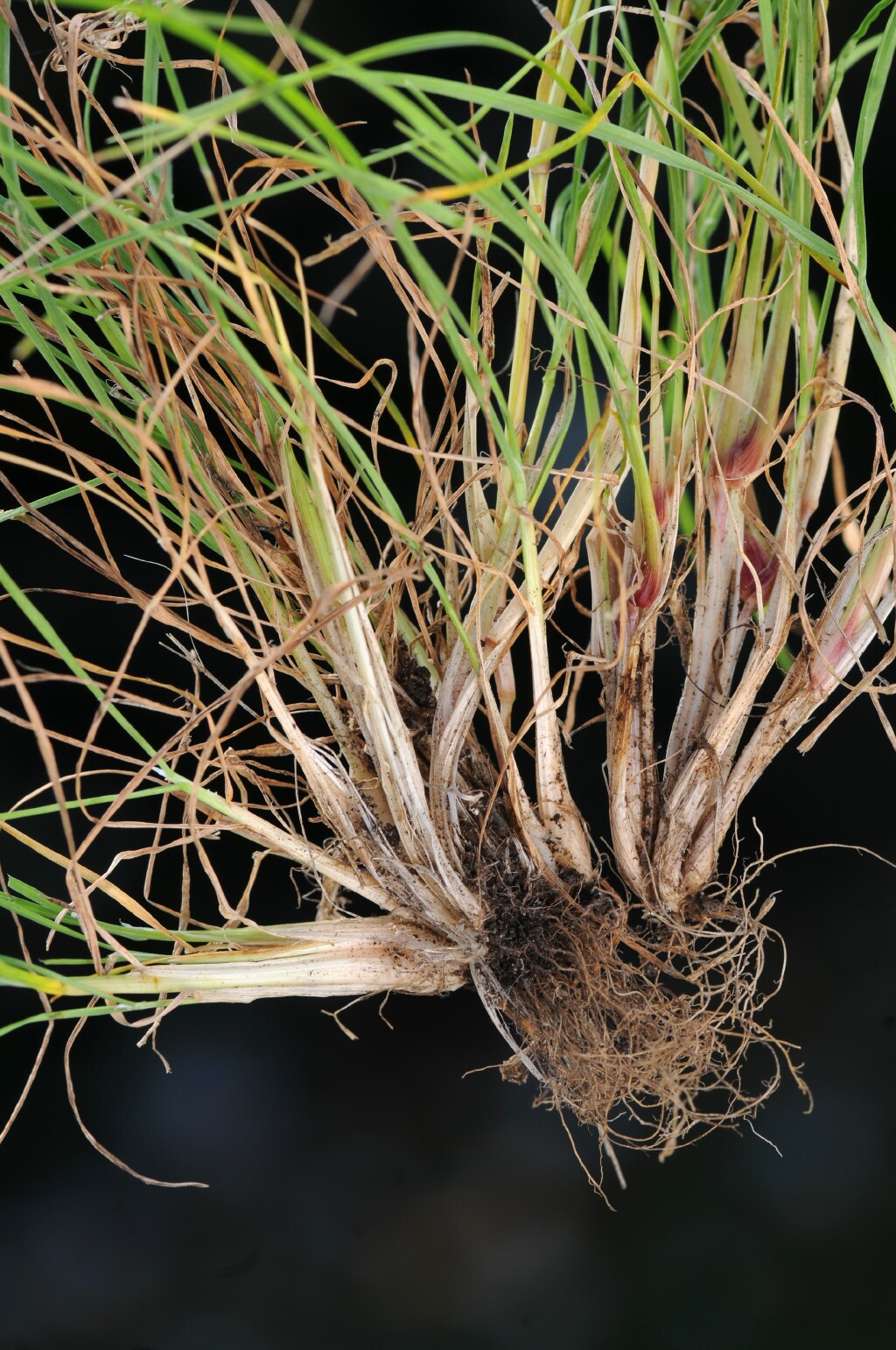 Poa bulbosa (hero image)