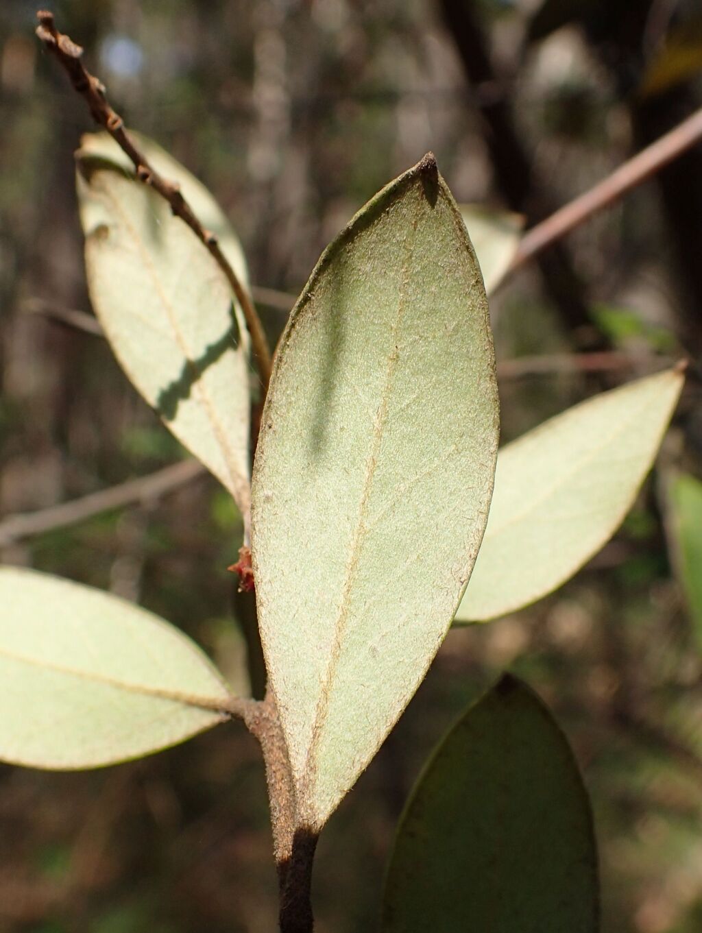 Grevillea parvula (hero image)