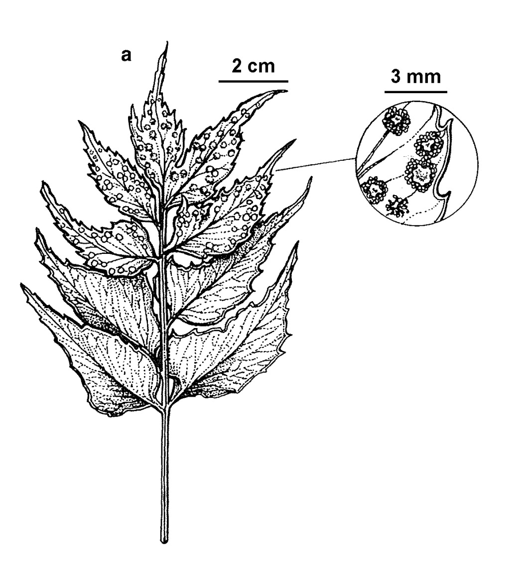 Cyrtomium (hero image)