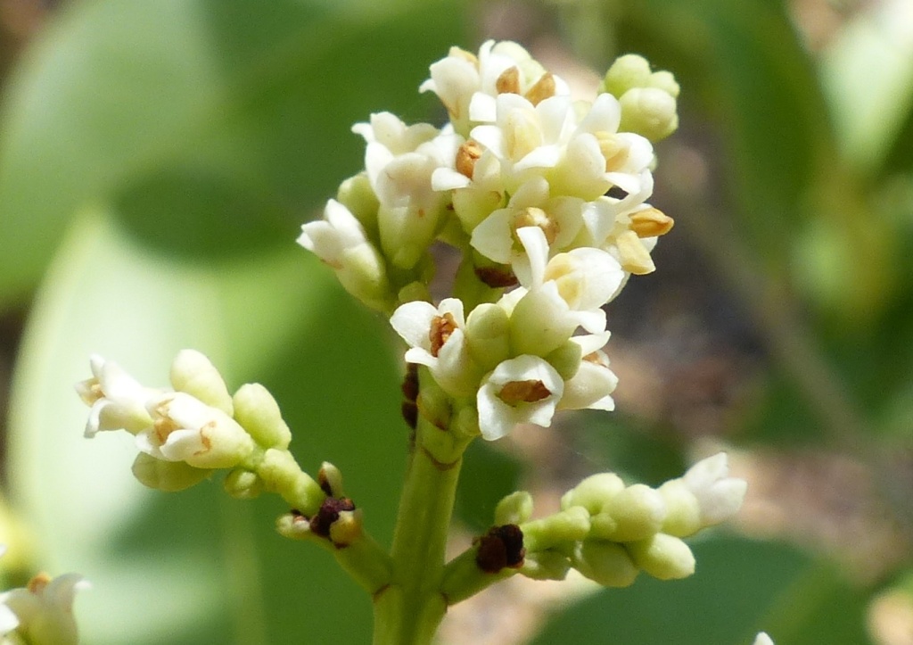Ligustrum lucidum (hero image)