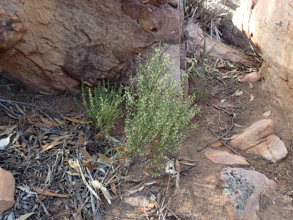 Olearia tubuliflora (hero image)