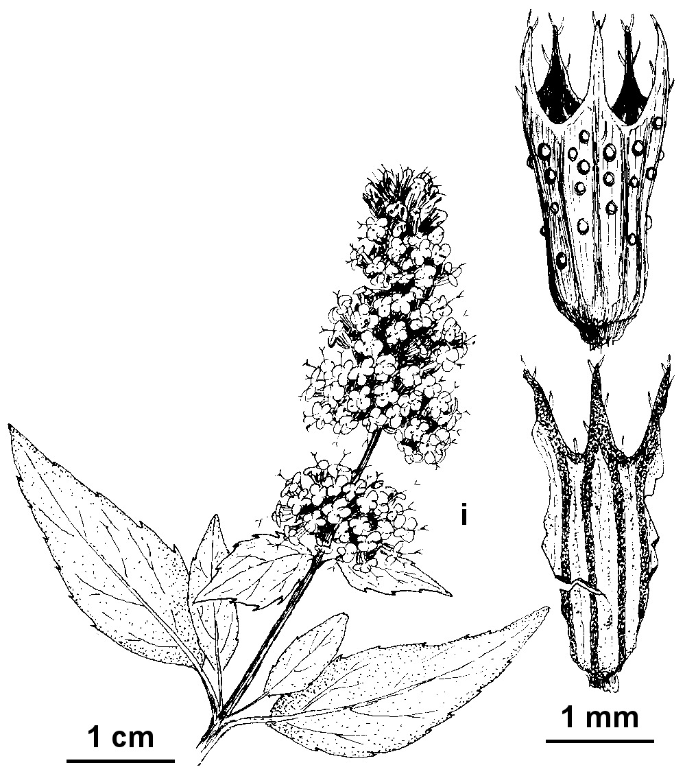 Mentha ×piperita var. citrata (hero image)