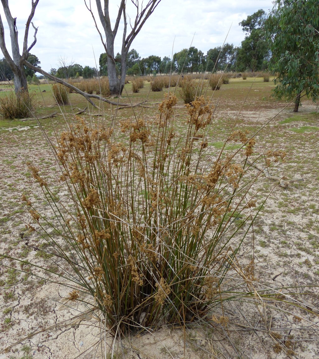 Juncus flavidus (hero image)