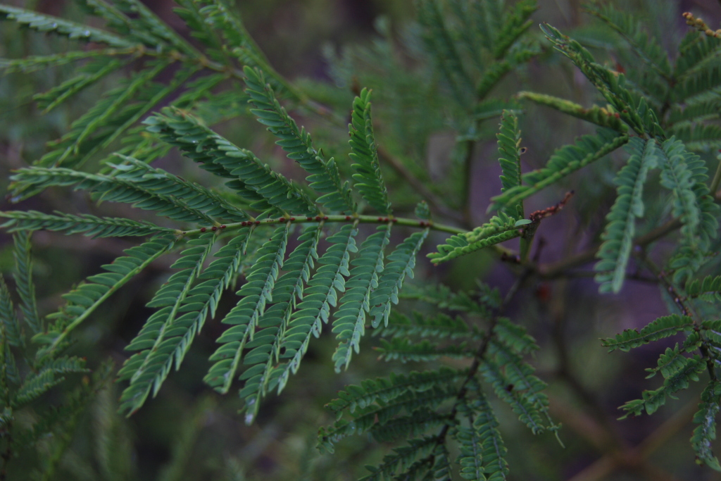 Acacia silvestris (hero image)