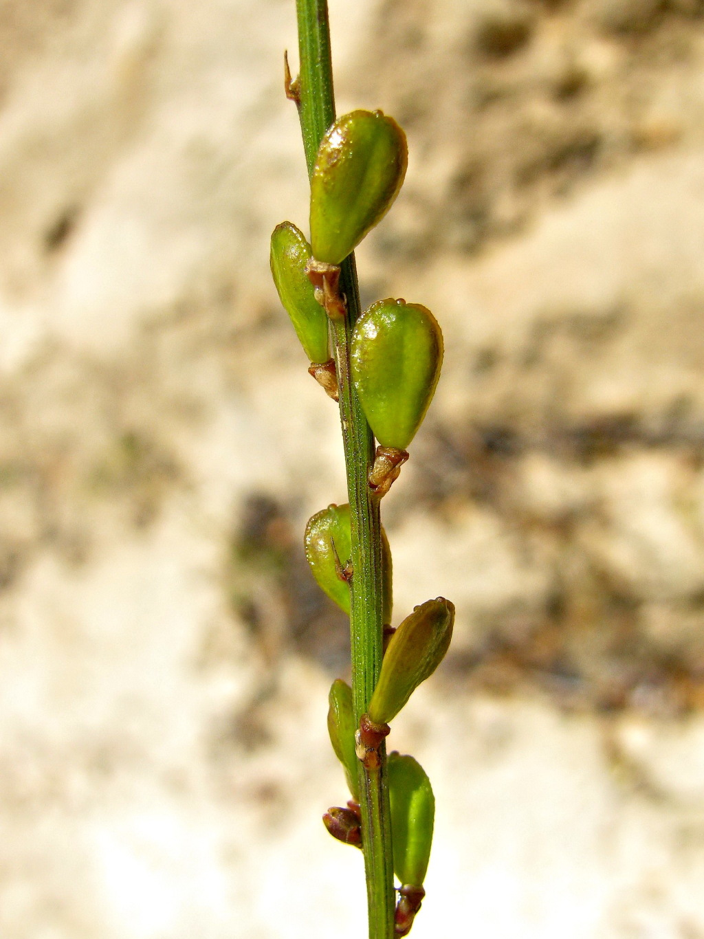 Comesperma scoparium (hero image)