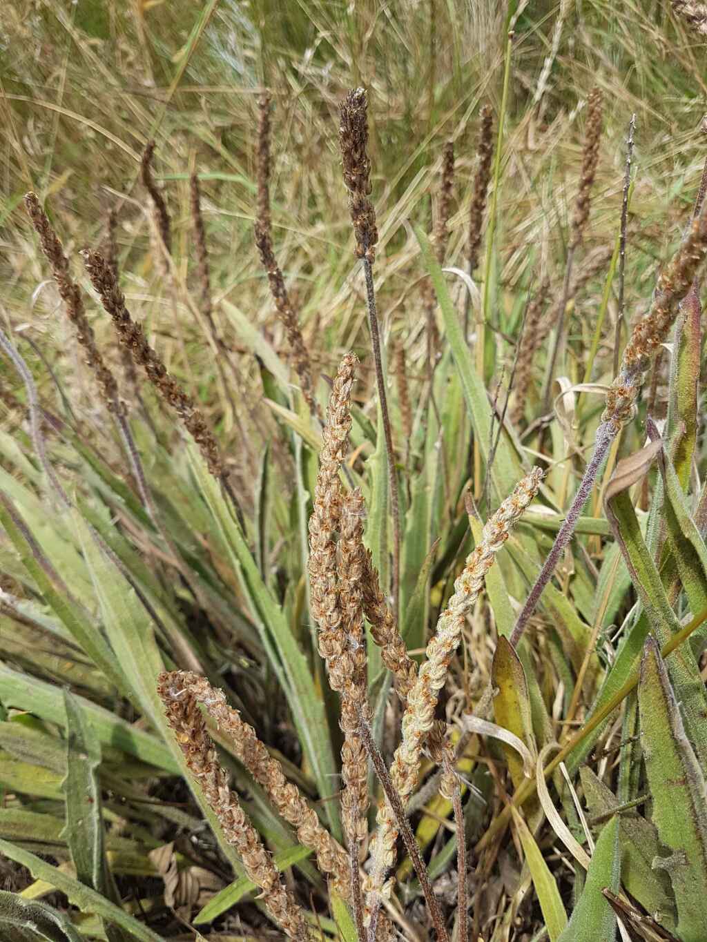 Plantago gaudichaudii (hero image)