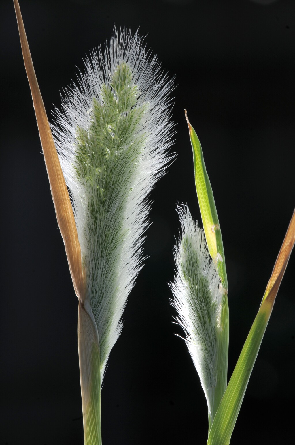 Polypogon monspeliensis (hero image)