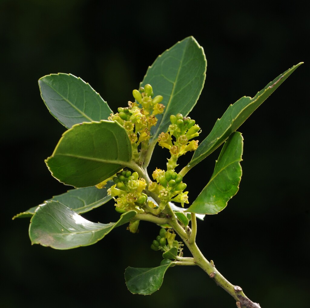 Rhamnus alaternus (hero image)