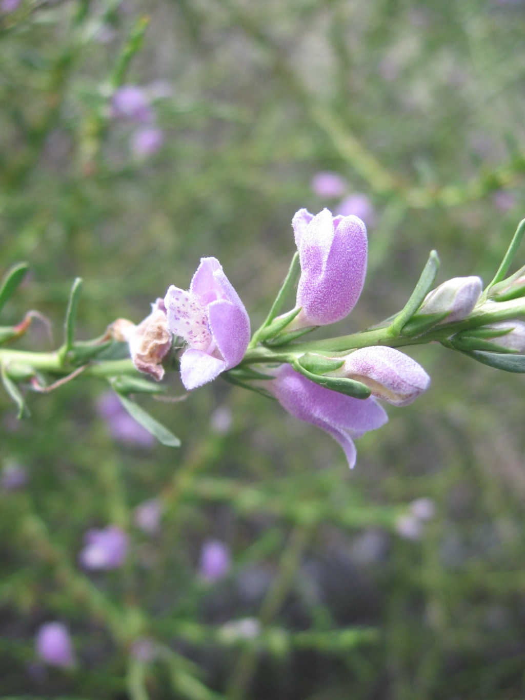 Eremophila divaricata (hero image)