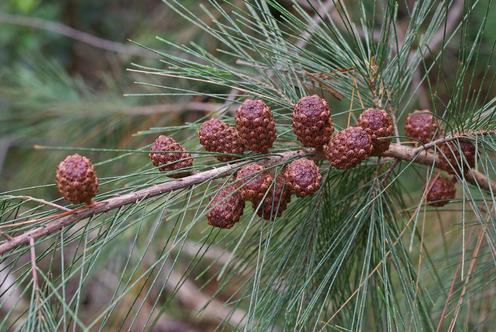 Allocasuarina littoralis (hero image)