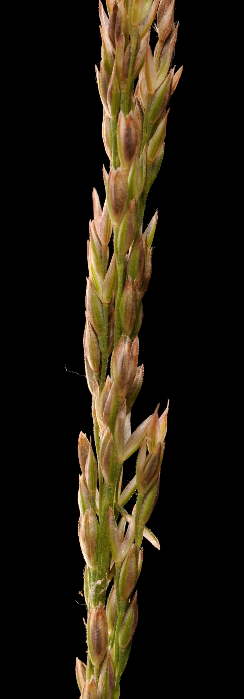 Poaceae (hero image)