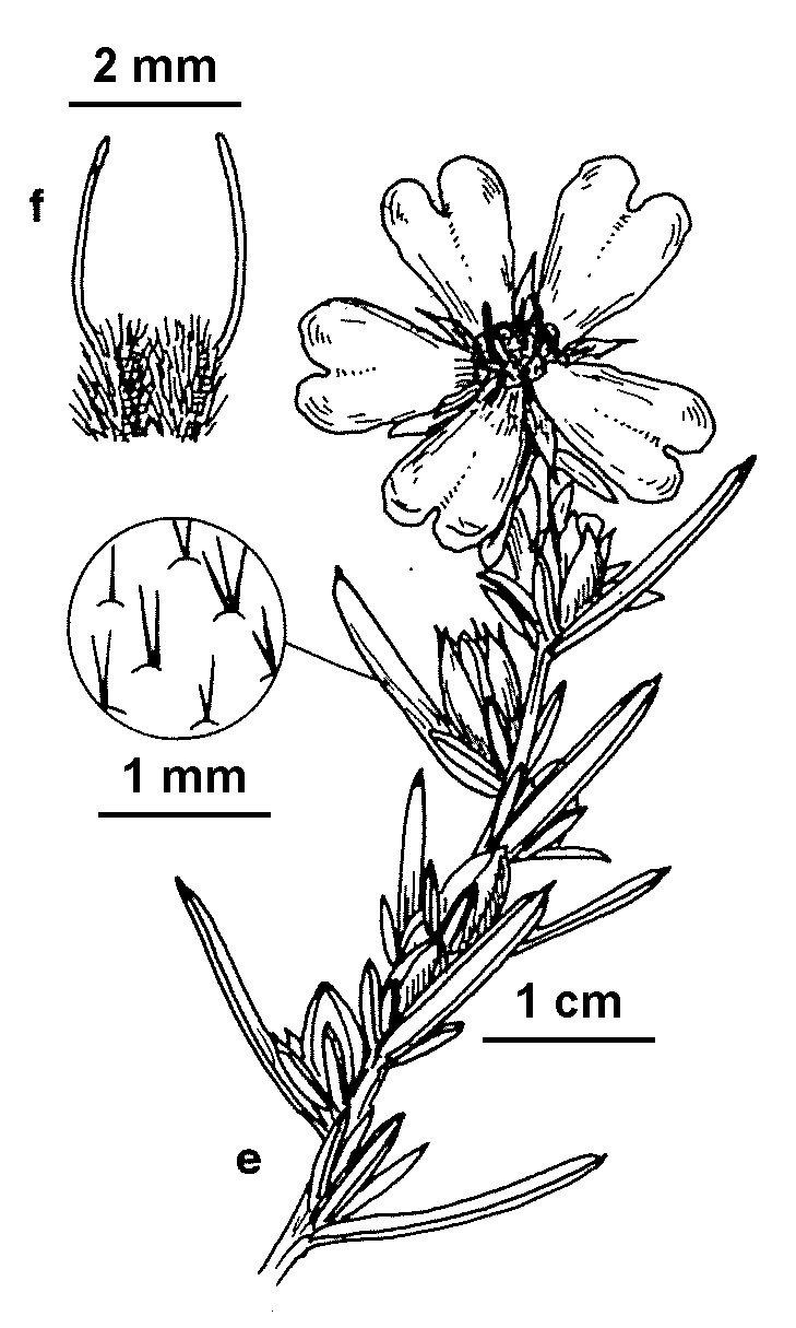 Hibbertia calycina (hero image)