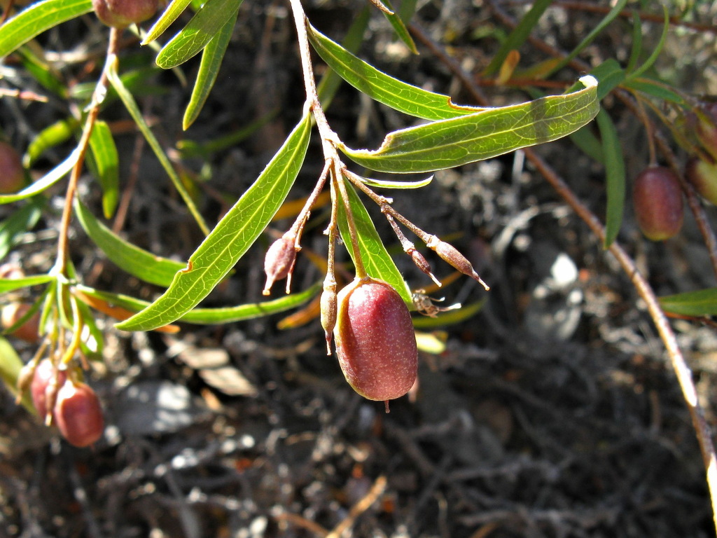 Billardiera cymosa (hero image)