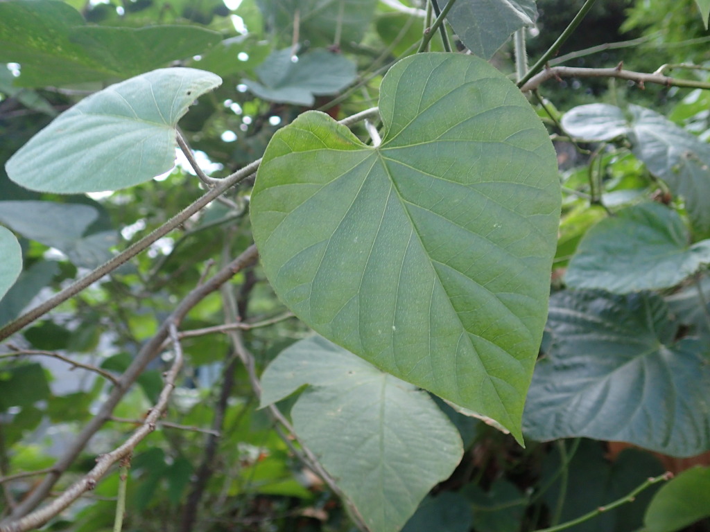 Ipomoea indica (hero image)