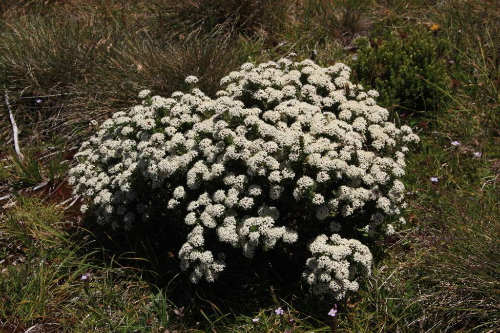 Ozothamnus alpinus (hero image)