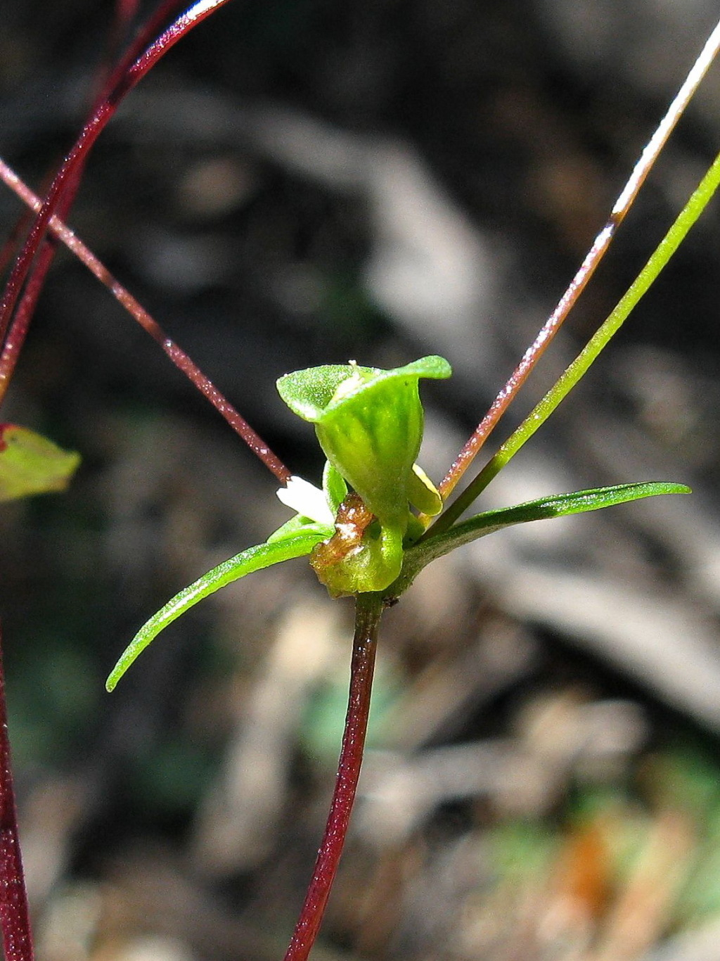 Phyllangium divergens (hero image)