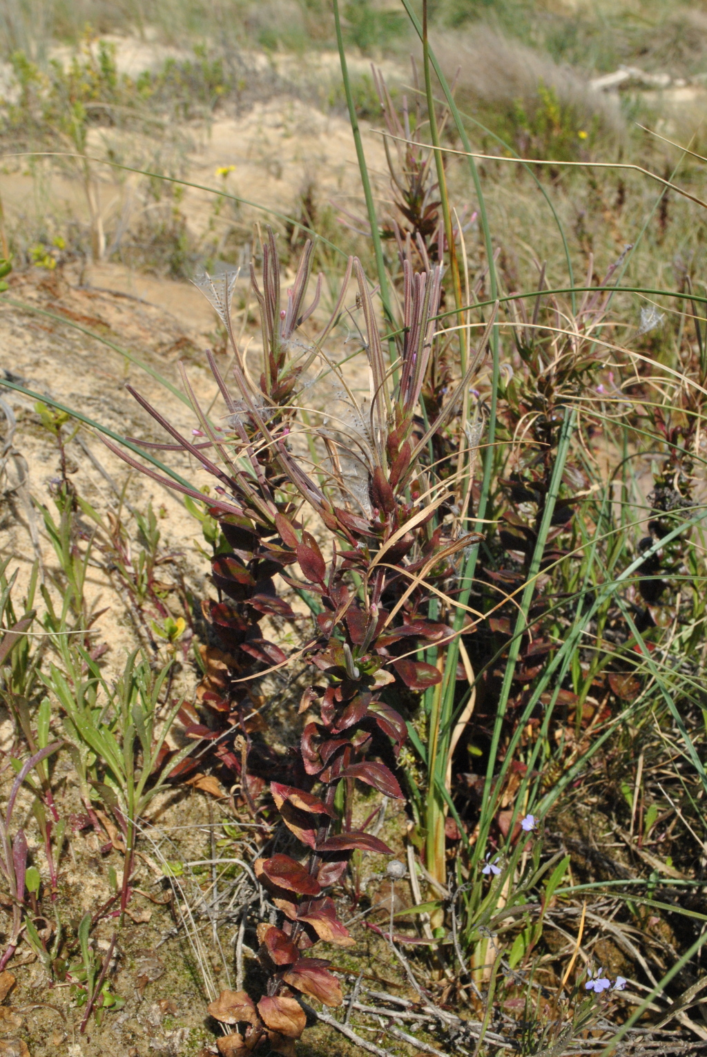 Epilobium billardiereanum subsp. billardiereanum (hero image)