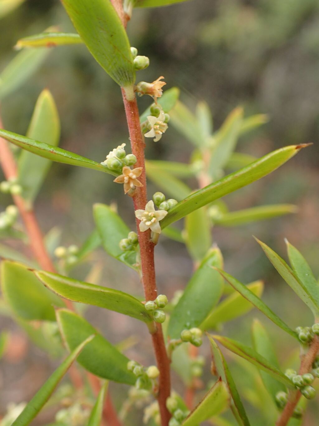 Monotoca glauca (hero image)