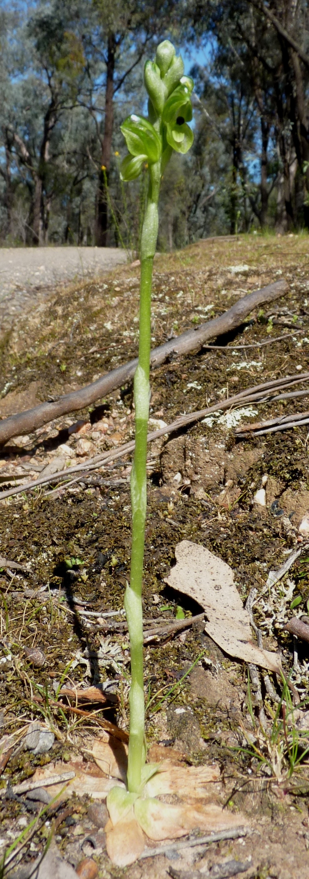 Pterostylis bicolor (hero image)