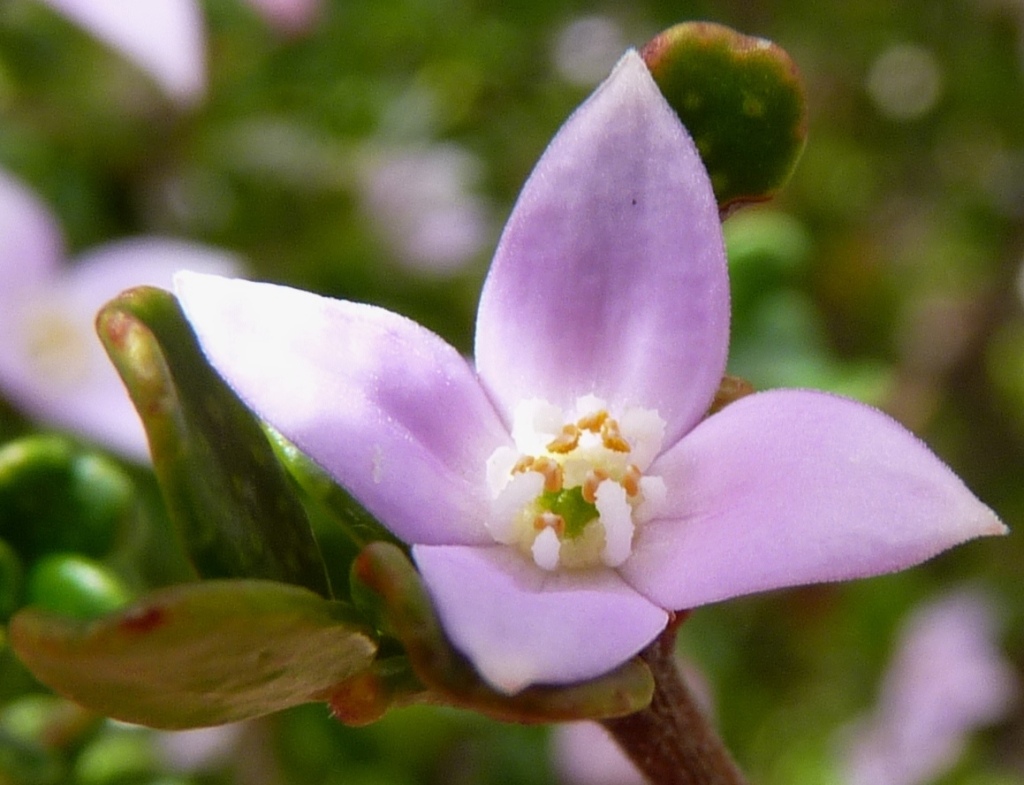 Boronia algida (hero image)