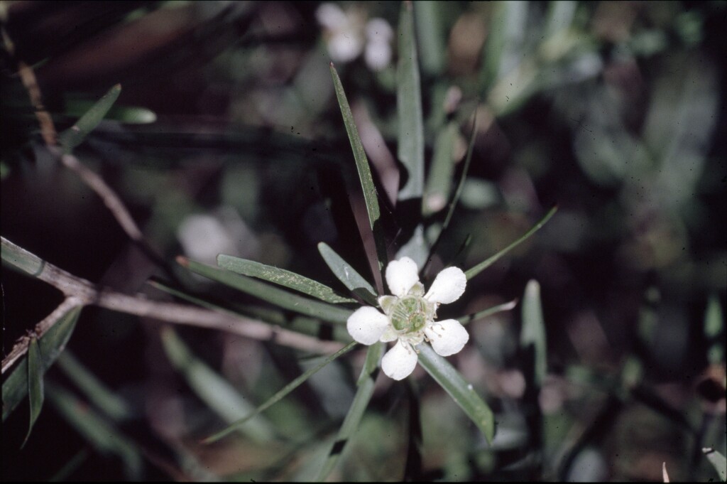 Leptospermum petersonii (hero image)