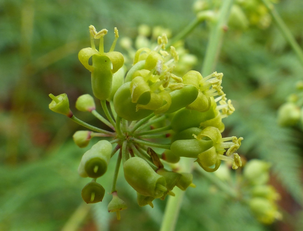 Polyscias sambucifolia (hero image)